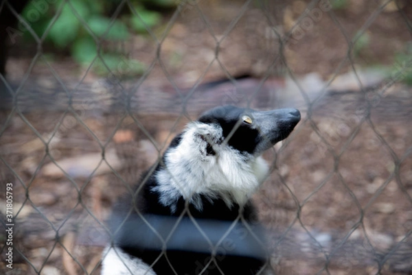 Obraz Un lémurien qui pense