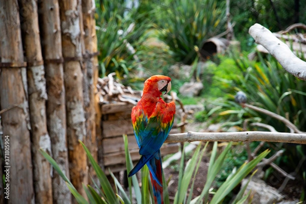 Obraz Un perroquet dans la ville