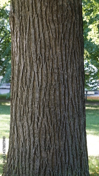 Obraz tree texture