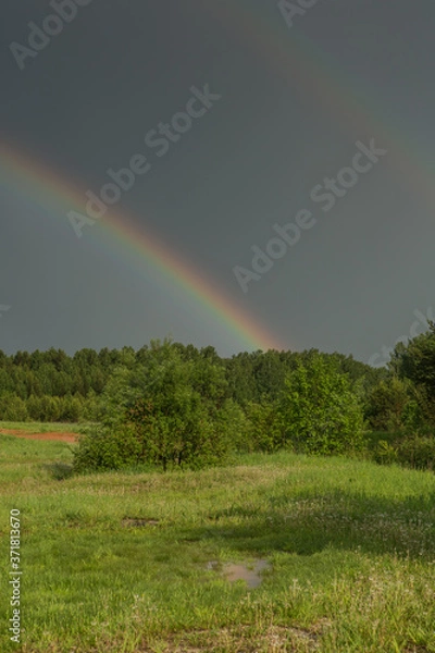 Fototapeta rainbow after a storm, after a severe thunderstorm in the forest