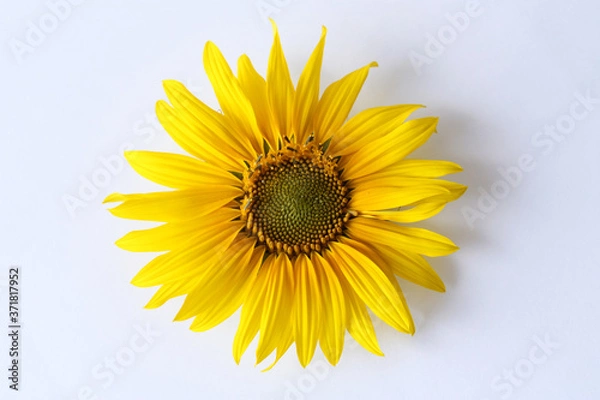 Obraz One large blooming sunflower flowe. Yellow sunflower flower on a white background. View from above. Close-up.