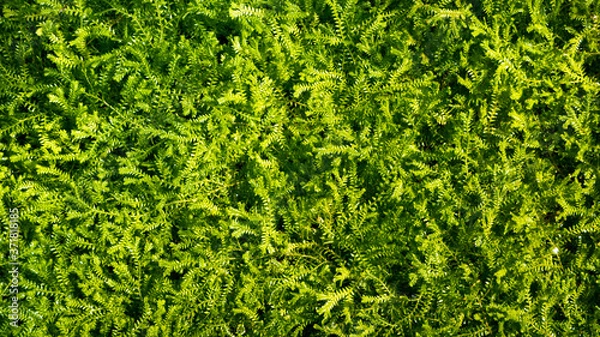 Obraz Full frame of green leaves, closeup of ferns mix up, chlorophyll,  energy transformation, background texture