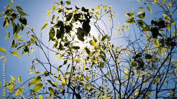 Obraz Green leaves on tree branches with sun back light and  blue sky
