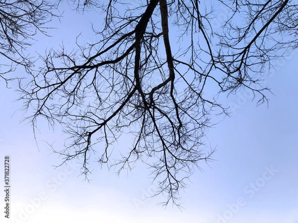 Obraz Tree over head