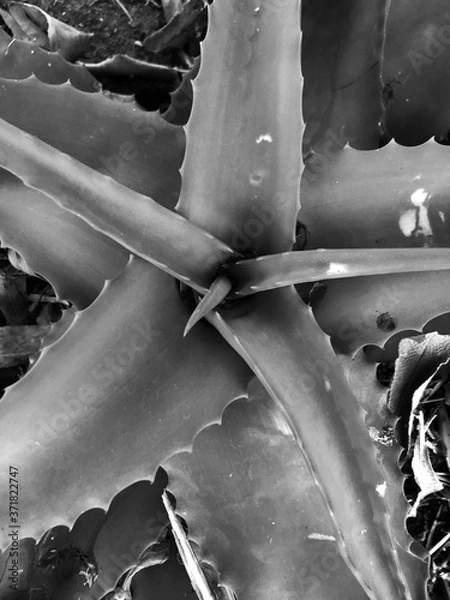 Obraz Black & White Aloe