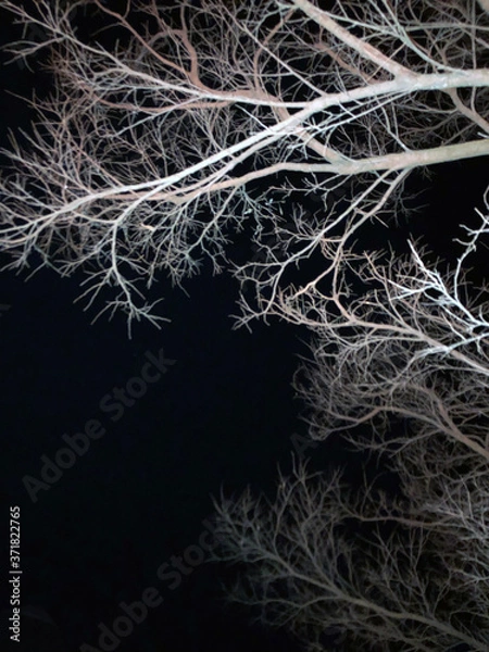 Obraz dead tree branches