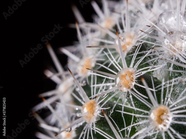 Obraz Extreme close up of mammillaria cactus thorns with water drops