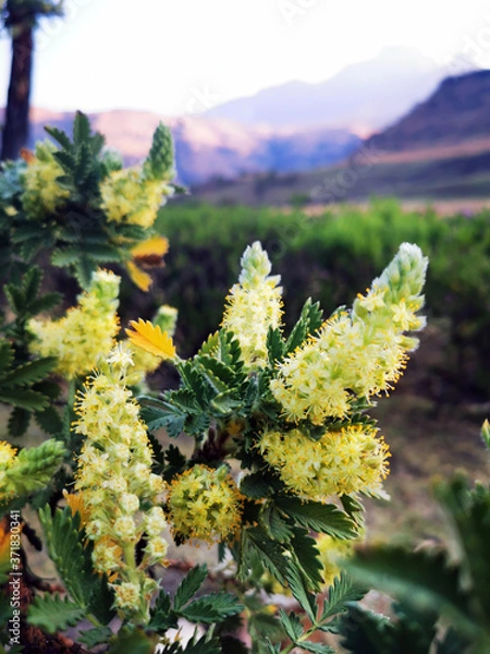 Obraz Tree with a view