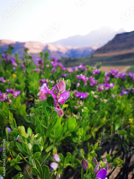 Obraz Flowers with a view