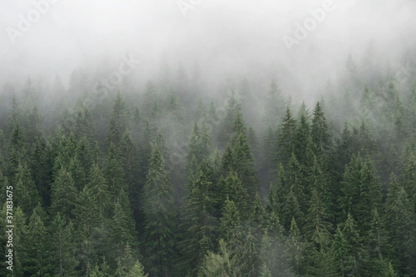 Obraz Misty forest 