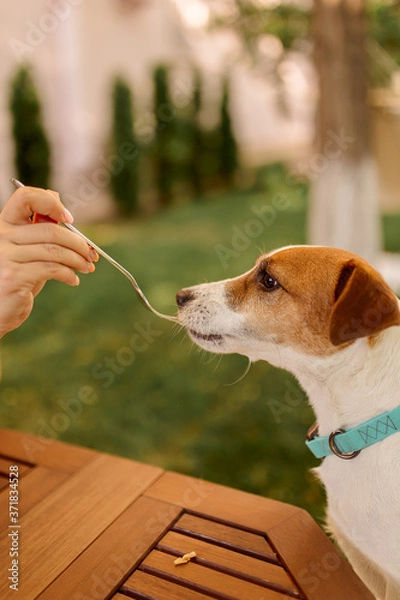 Fototapeta the dog Jack Russell sits at the table outdoors, begging for food, the dog is spoon-fed