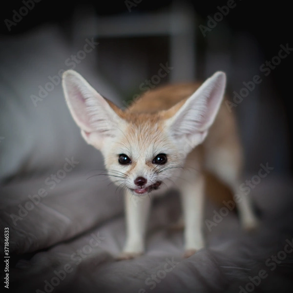 Fototapeta Fennec fox cub eats meat on a bed