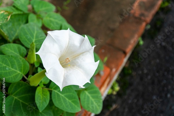 Fototapeta ダチュラ（朝鮮朝顔）