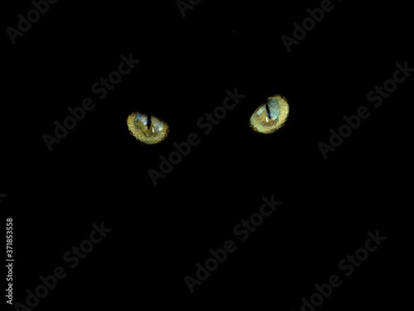 Obraz yeux de chats