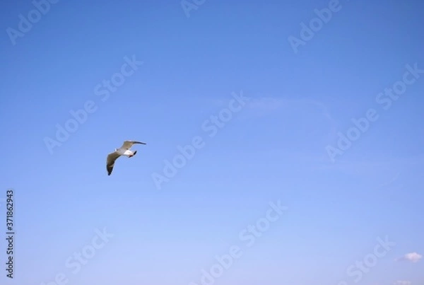 Obraz seagull flying in the sky