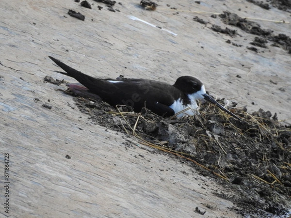 Obraz Hawaiian stilt nesting