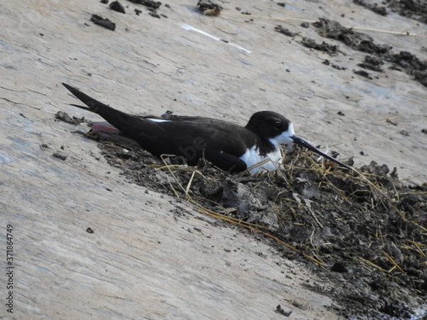 Obraz Hawaiian stilt nesting