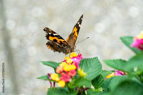 Fototapeta アカタテハとランタナの花