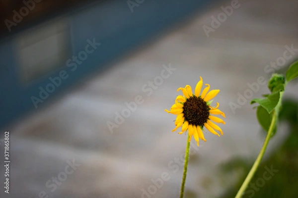 Obraz Sunflower With Sidewalk Background Summer