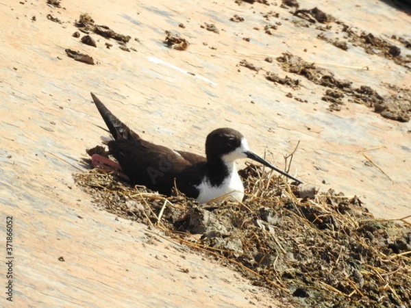 Obraz Hawaiian stilt nesting