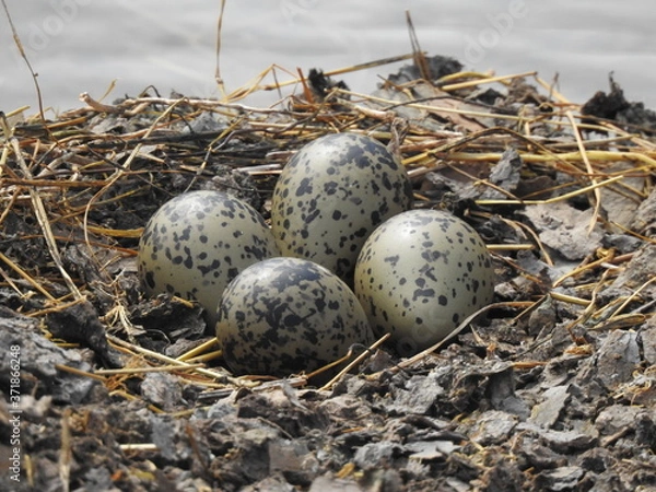 Obraz Hawaiian Stilt eggs