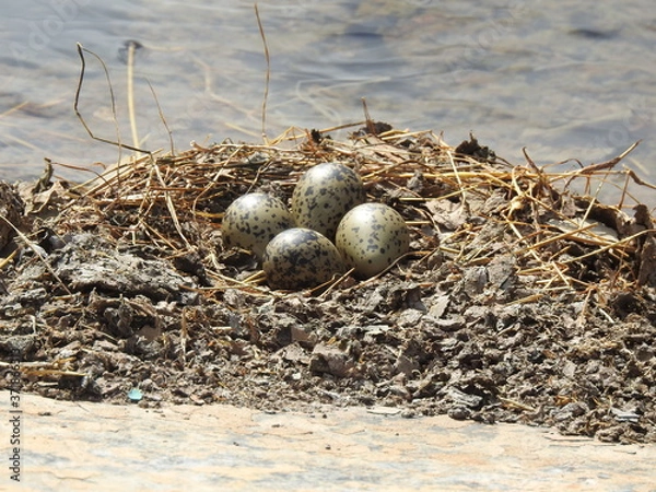Obraz Hawaiian Stilt eggs
