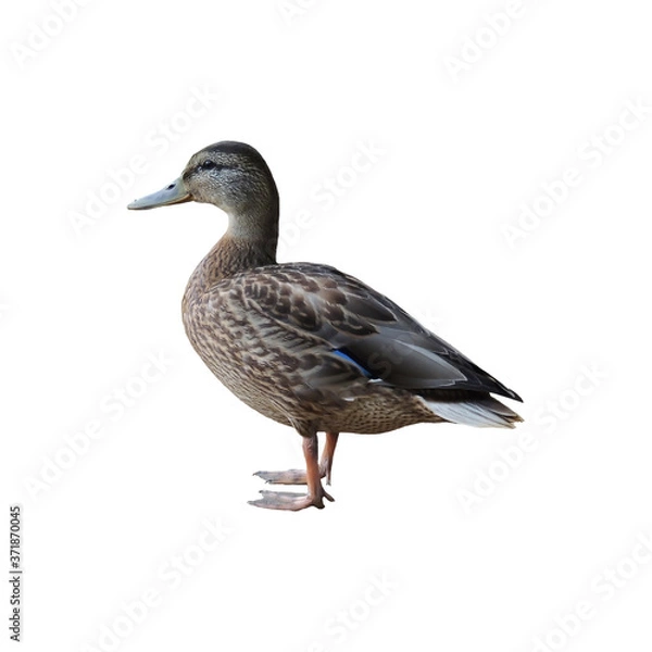 Fototapeta Duck on a white background