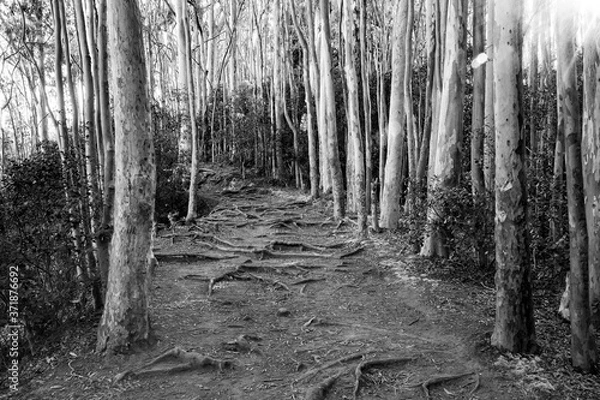 Fototapeta A black and white image of a trail through a eucalyptus forest on Oahu, Hawaii.