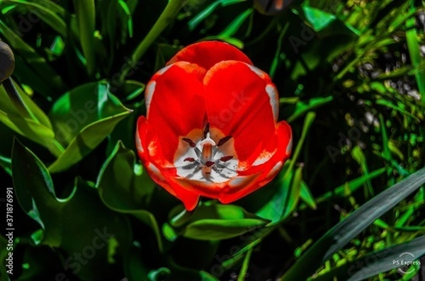 Fototapeta Red tulip