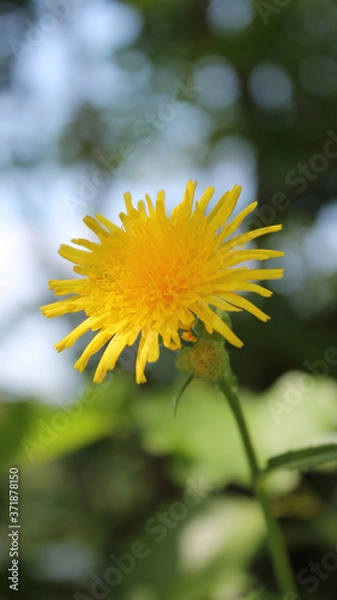 Obraz Fresh Dandelion Flower