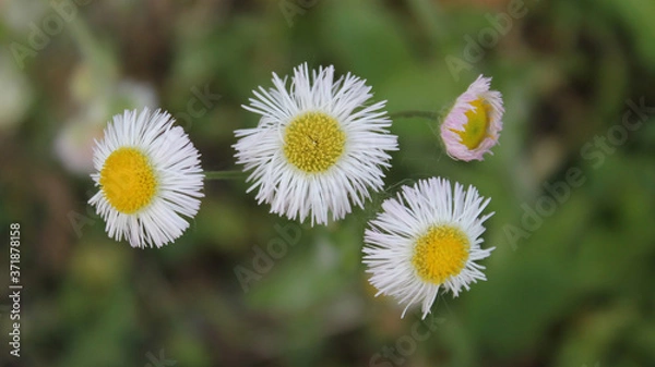 Obraz Fleabane Flowers
