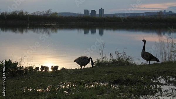 Obraz Canada Geese at Dusk