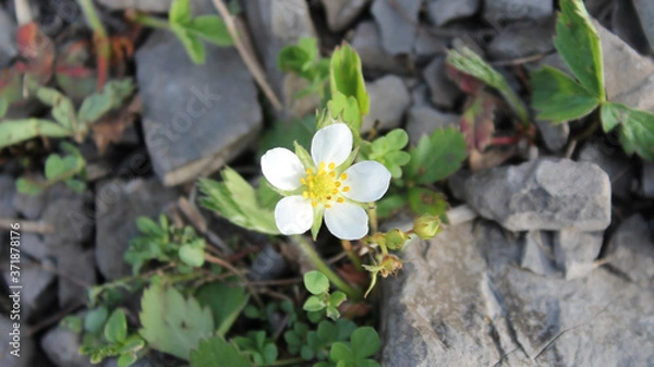 Obraz Wild Strawberry Flower