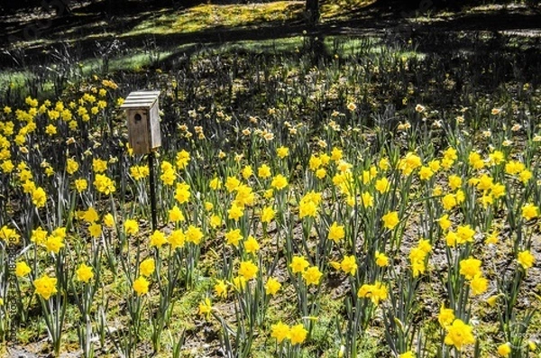 Fototapeta Daffodils 