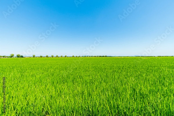 Obraz 日本の夏の稲、