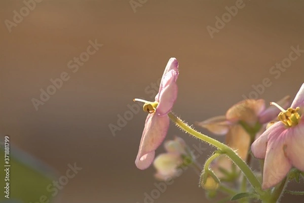 Fototapeta Single Flower