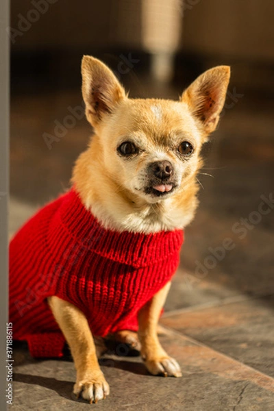 Obraz Dog sunbathing