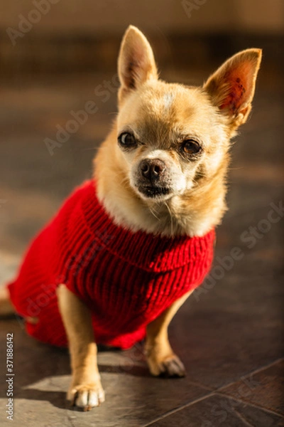 Fototapeta Dog sunbathing