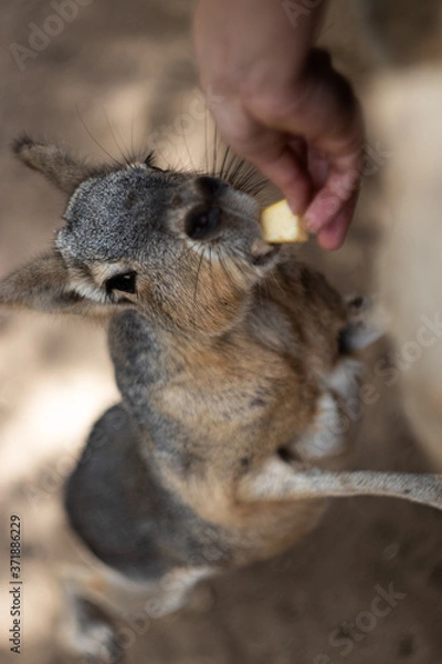 Fototapeta Hare eating from human
