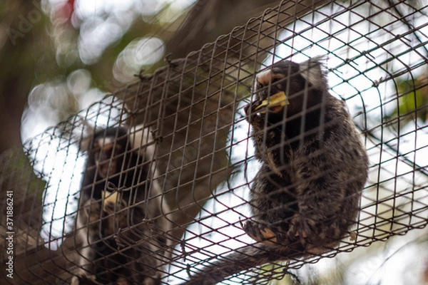 Fototapeta Monkey eating apple