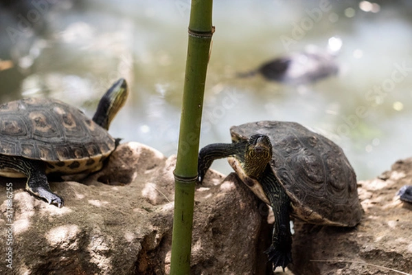 Obraz Turtles in a pond