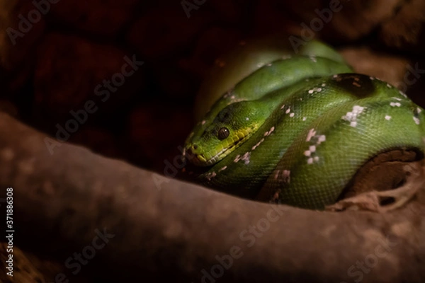 Fototapeta Snake in a tree
