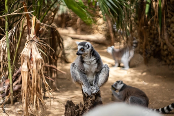 Obraz Lemurs monkeys in a zoo