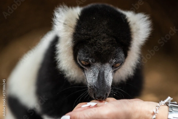 Obraz Lemur monkey in a zoo