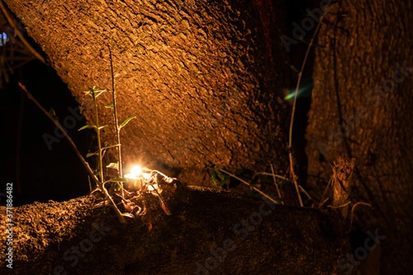 Obraz Candle in a tree