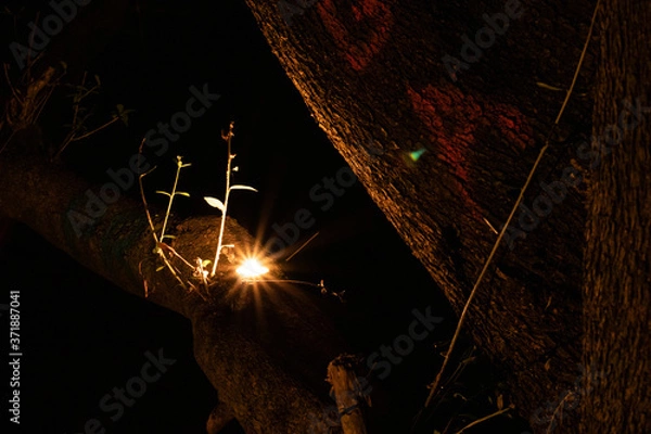 Fototapeta Candle in a tree