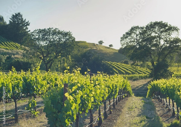 Obraz Rows of grape vines following the contours of the topography through the wine country near Healdsburg, Ca