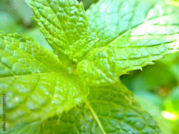 Fototapeta macro close up green mint leaf with bright sun light