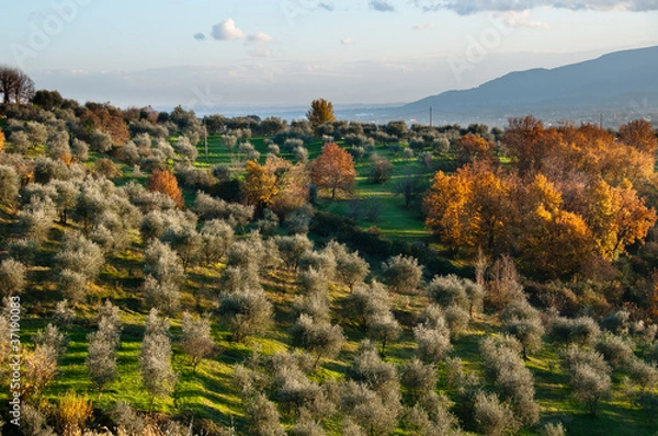 Obraz Olivi al tramonto