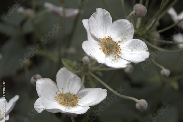 Fototapeta apple tree blossom